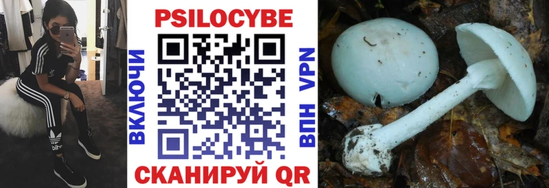 где можно купить   Шебекино  Псилоцибиновые грибы GOLDEN TEACHER 